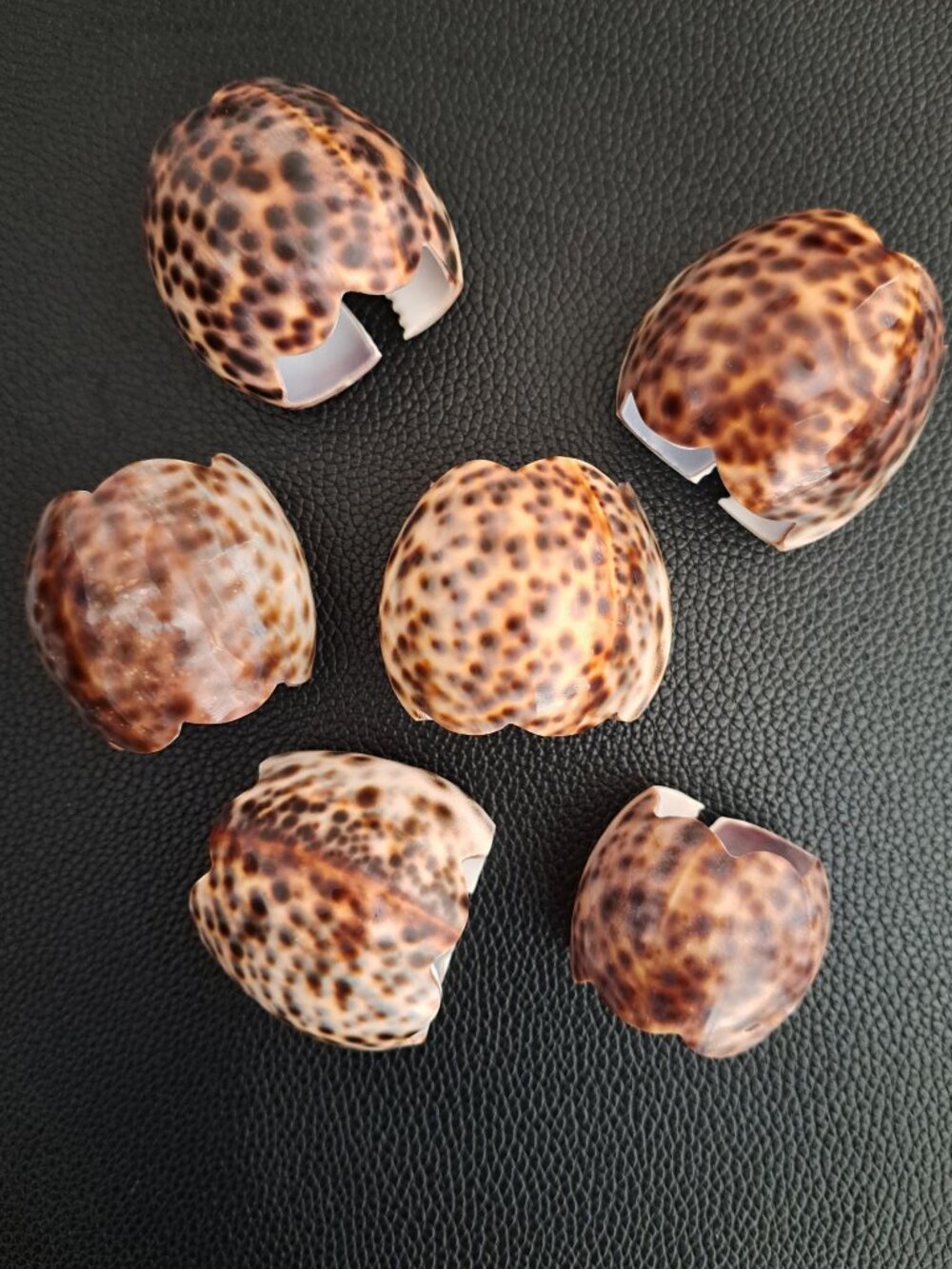 Tiger Cowrie (6) Shell Napkin Rings Coastal Beach Decor Ocean Sea VTG Genuine